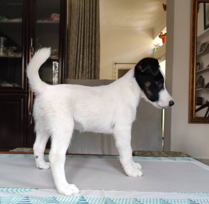 DogsIndia.com - Fox Terrier - Abbheraj Singh