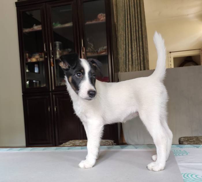 DogsIndia.com - Fox Terrier - Abbheraj Singh