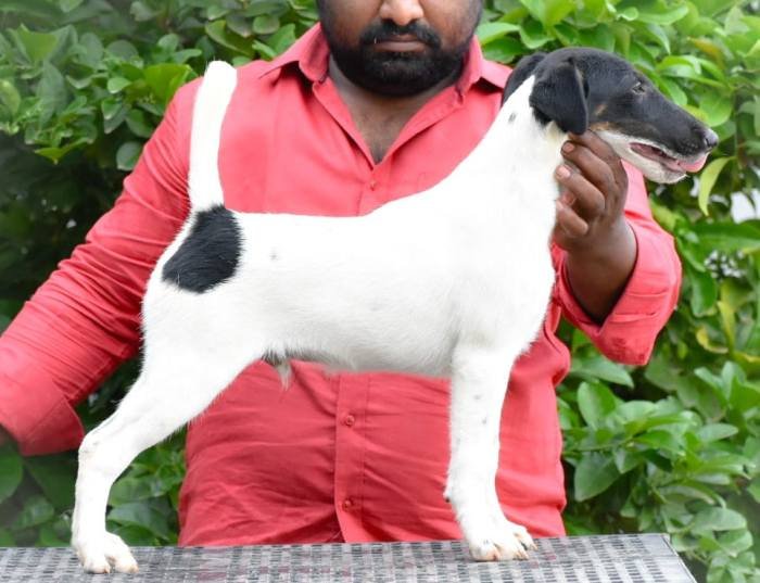 DogsIndia.com - Smooth Fox Terriers - Raghlin's SFTs - R.Vijayaraghavan