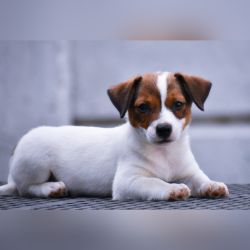 DogsIndia.com - Jack Russel Terrier - Raghlin