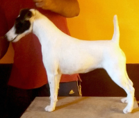 DogsIndia.com - Fox Terrier (Smooth) -  Ramesh Yadav