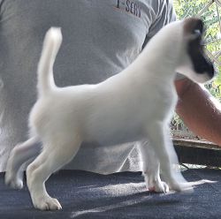 DogsIndia.com - Fox Terrier (Smooth) - Ramesh Yadav