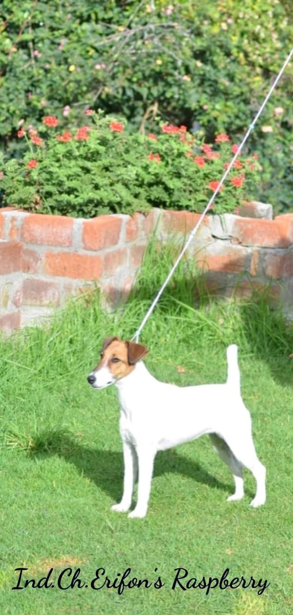 DogsIndia.com - Fox Terrier (Smooth) - Erifon's Kennel - Chandra Sekar