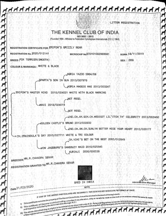 DogsIndia.com - Fox Terrier (Smooth) - Erifon's Kennel - Chandra Sekar