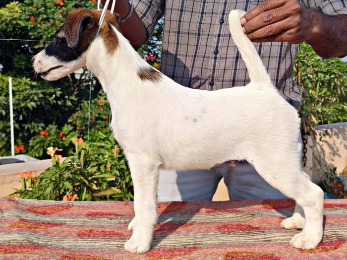 DogsIndia.com - Fox Terrier (Smooth) - Erifon's Kennel - Chandra Sekar
