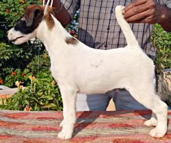 DogsIndia.com - Fox Terrier (Smooth) - Erifon's Kennel - Chandra Sekar