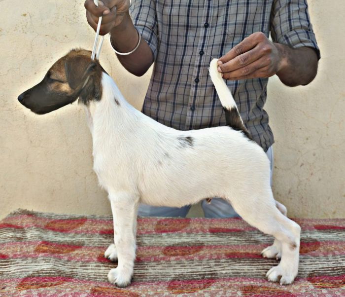 DogsIndia.com - Fox Terrier (Smooth) - Erifon's Kennel - Chandra Sekar