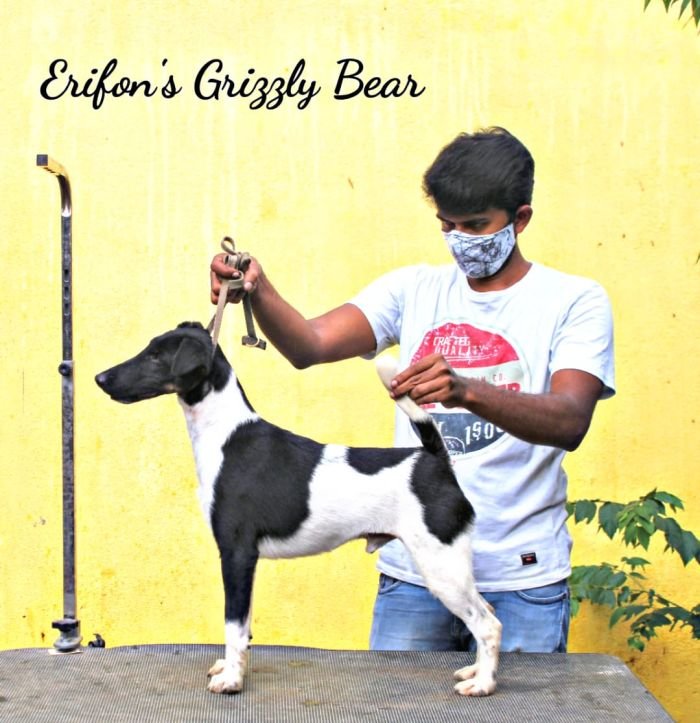 DogsIndia.com - Fox Terrier (Smooth) - Erifon's Kennel - Chandra Sekar