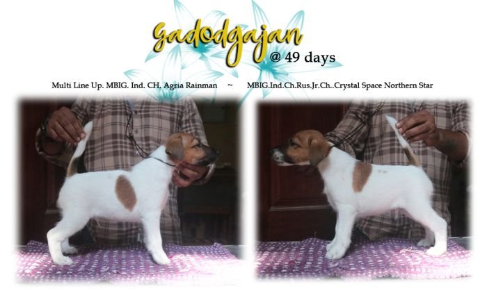 DogsIndia.com Fox Terrier Smooth HighFalutin Fox Terriers