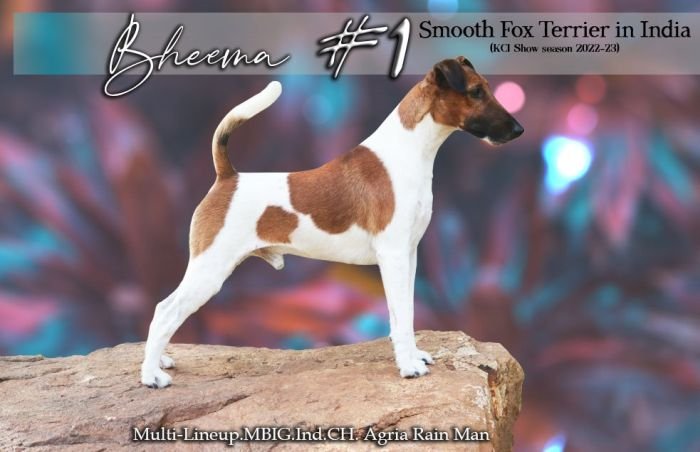 DogsIndia.com Fox Terrier Smooth HighFalutin Fox Terriers