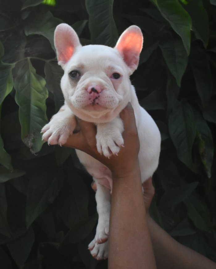 DogsIndia.com - French Bulldog - Derick (Shade's)