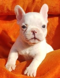 DogsIndia.com - French Bulldog - Derick (Shade's)