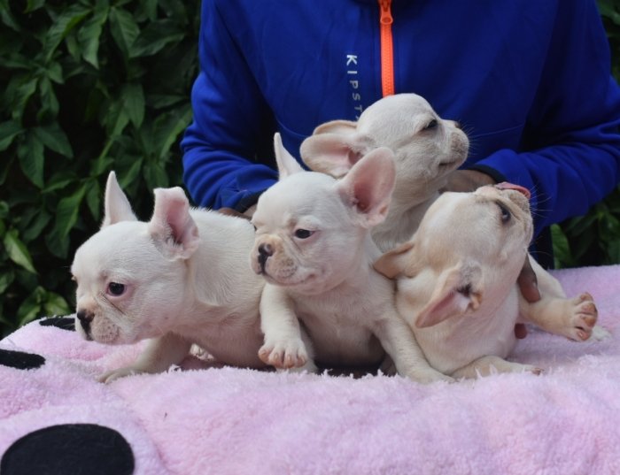 DogsIndia.com - French Bulldog - Derick (Shade's)