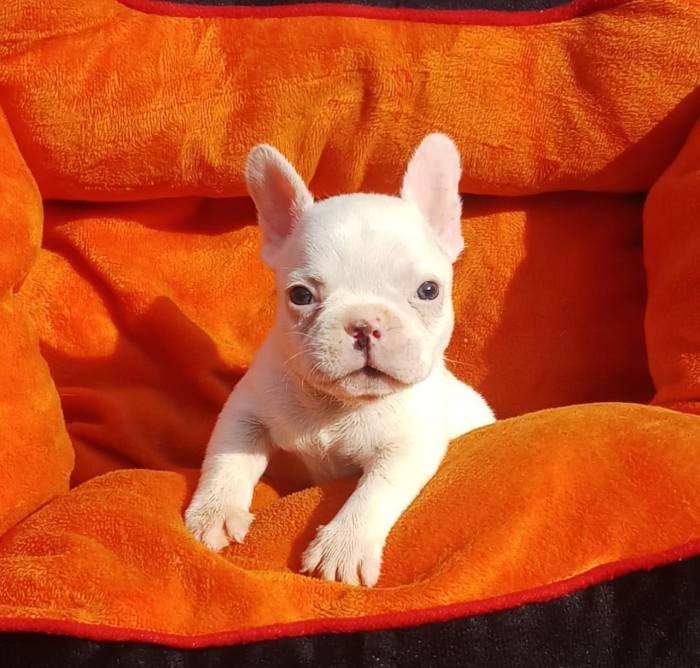 DogsIndia.com - French Bulldog - Derick (Shade's)