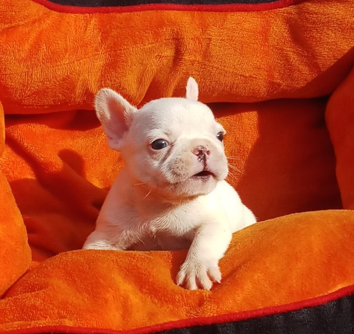 DogsIndia.com - French Bulldog - Derick (Shade's)