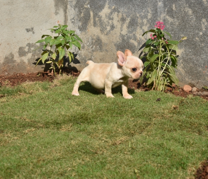 DogsIndia.com - French Bulldog - Derick (Shade's)