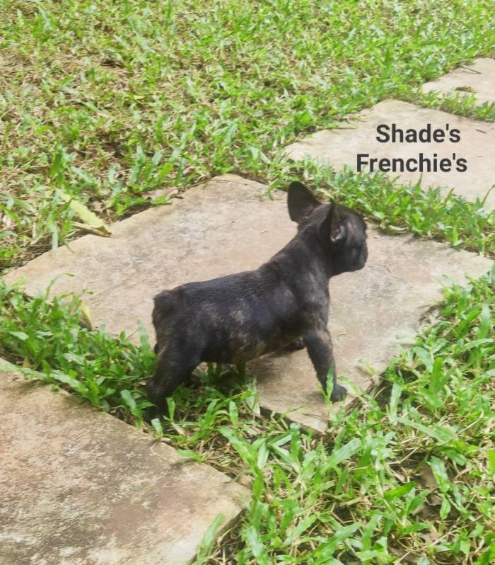 DogsIndia.com - French Bulldog - Derick (Shade's)