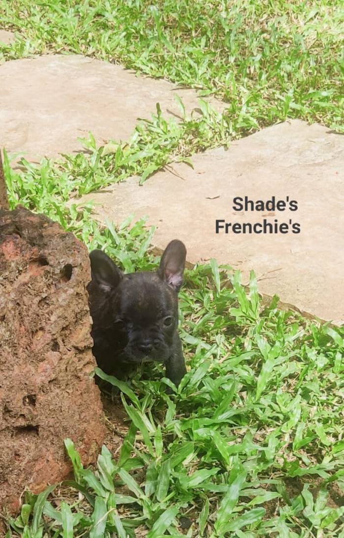 DogsIndia.com - French Bulldog - Derick (Shade's)