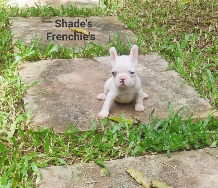 DogsIndia.com - French Bulldog - Derick (Shade's)