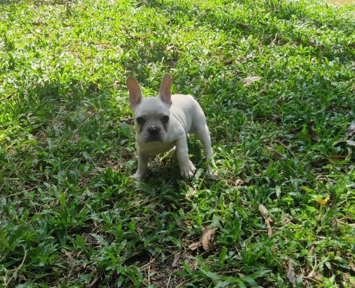 DogsIndia.com - French Bulldog - Derick (Shade's)
