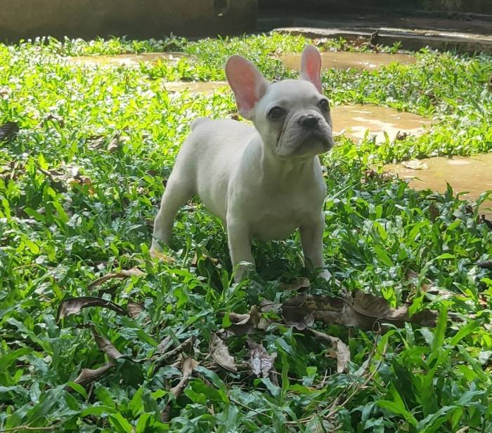 DogsIndia.com - French Bulldog - Derick (Shade's)