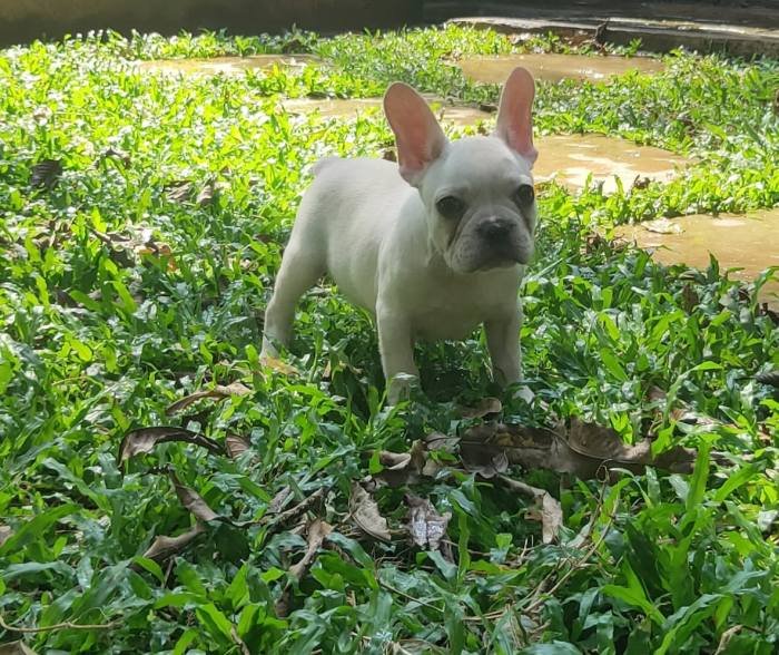 DogsIndia.com - French Bulldog - Derick (Shade's)