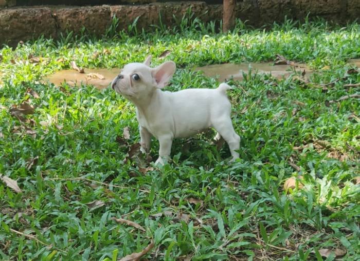 DogsIndia.com - French Bulldog - Derick (Shade's)