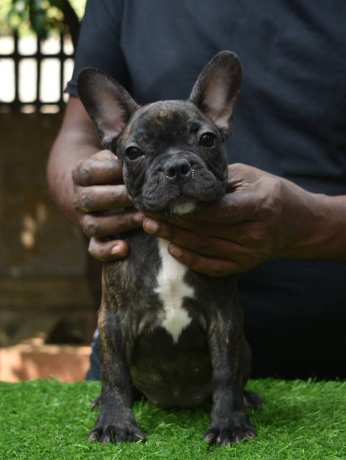 DogsIndia.com - French Bulldog - Derick (Shade's)