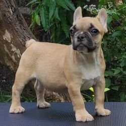 DogsIndia.com - French Bulldog - Derick (Shade's)
