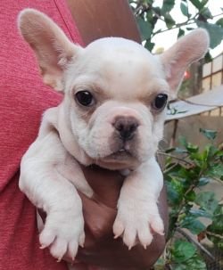 DogsIndia.com - French Bulldog - Derick (Shade's)