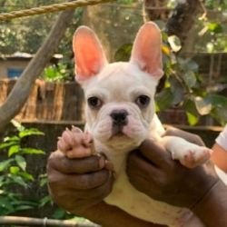 DogsIndia.com - French Bulldog - Shades