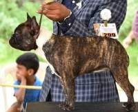 DogsIndia.com - French Bulldog - Venkatesh (AP)