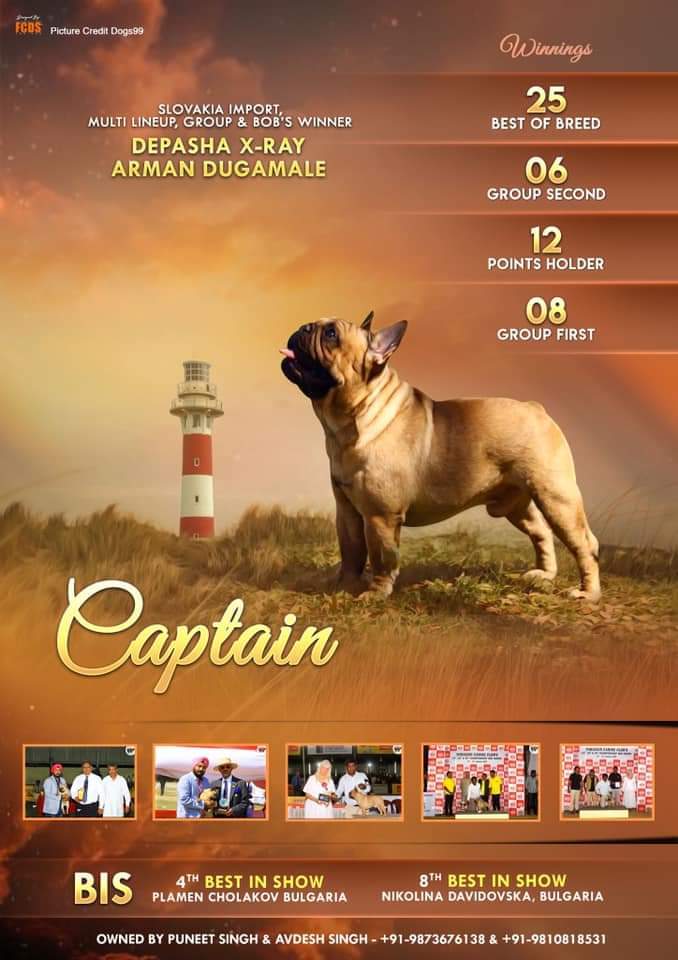 DogsIndia.com - French Bulldog - Venkatesh (AP)