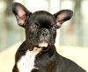 DogsIndia.com - French Bulldog Dvijatman Kennels