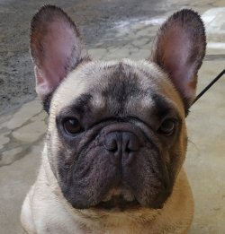 DogsIndia.com - French Bulldog - Gobees Kennel, Gobinath