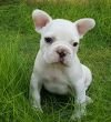 DogsIndia.com - French Bulldog - Logesh, Tiruppur