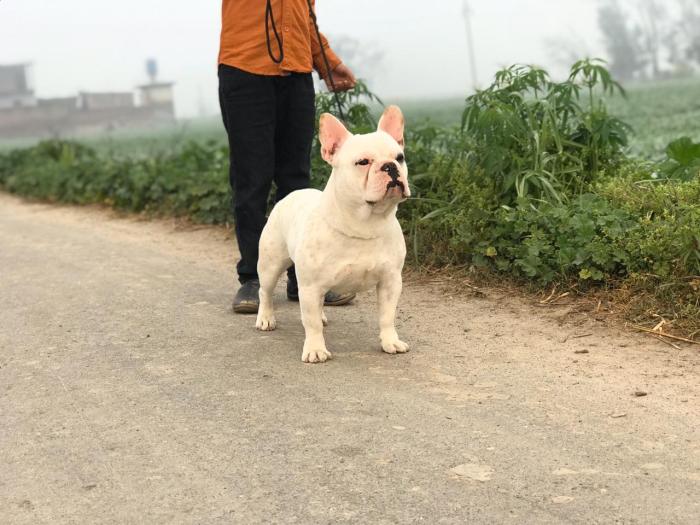 DogsIndia.com - French Bulldog - Sandeep Singh Sandhu