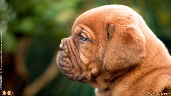 DogsIndia.com - French Mastiff - Dvijatman Kennels