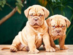 DogsIndia.com - French Mastiff - Dogue de Bordeaux - Dvijatman Kennels