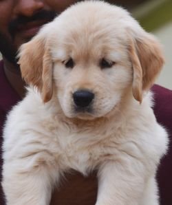DogsIndia.com - Golden Retriever - Adchan's Kennel - Aditya Lochan