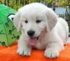DogsIndia.com - Golden Retriever - Apple Kennels