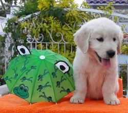 DogsIndia.com - Golden Retriever - Apple Kennel