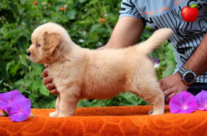 DogsIndia.com - Golden Retriever - Apple Kennels