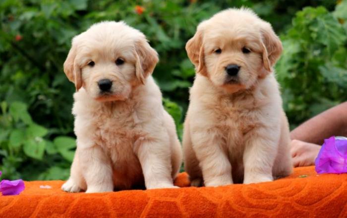 DogsIndia.com - Golden Retriever - Apple Kennels