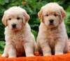 DogsIndia.com - Golden Retriever - Apple Kennels