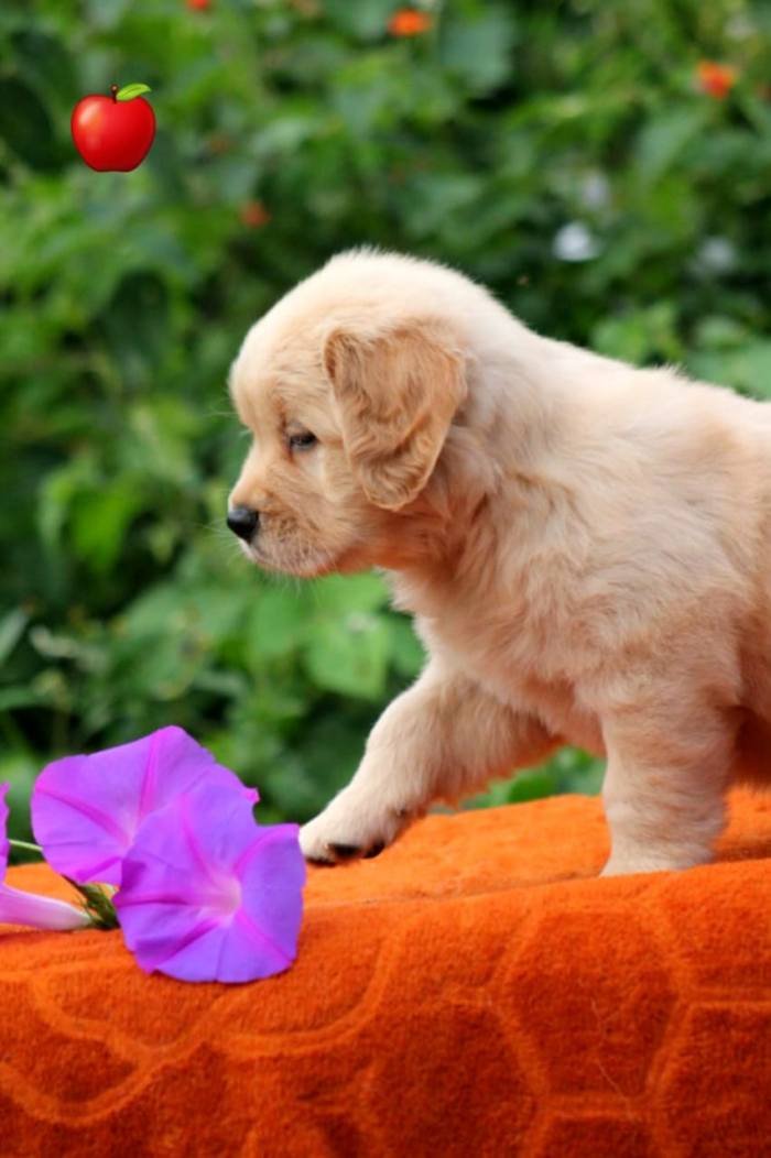 DogsIndia.com - Golden Retriever - Apple Kennels
