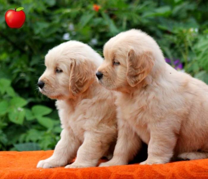 DogsIndia.com - Golden Retriever - Apple Kennels