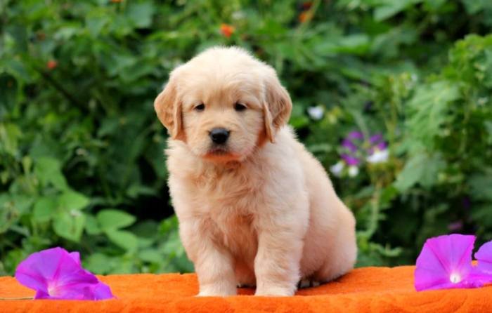 DogsIndia.com - Golden Retriever - Apple Kennels