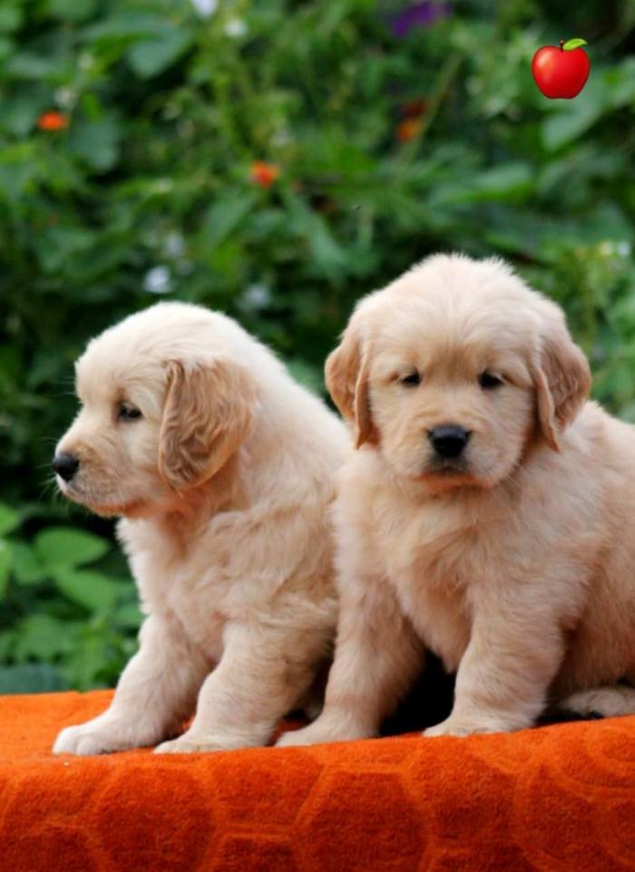 DogsIndia.com - Golden Retriever - Apple Kennels