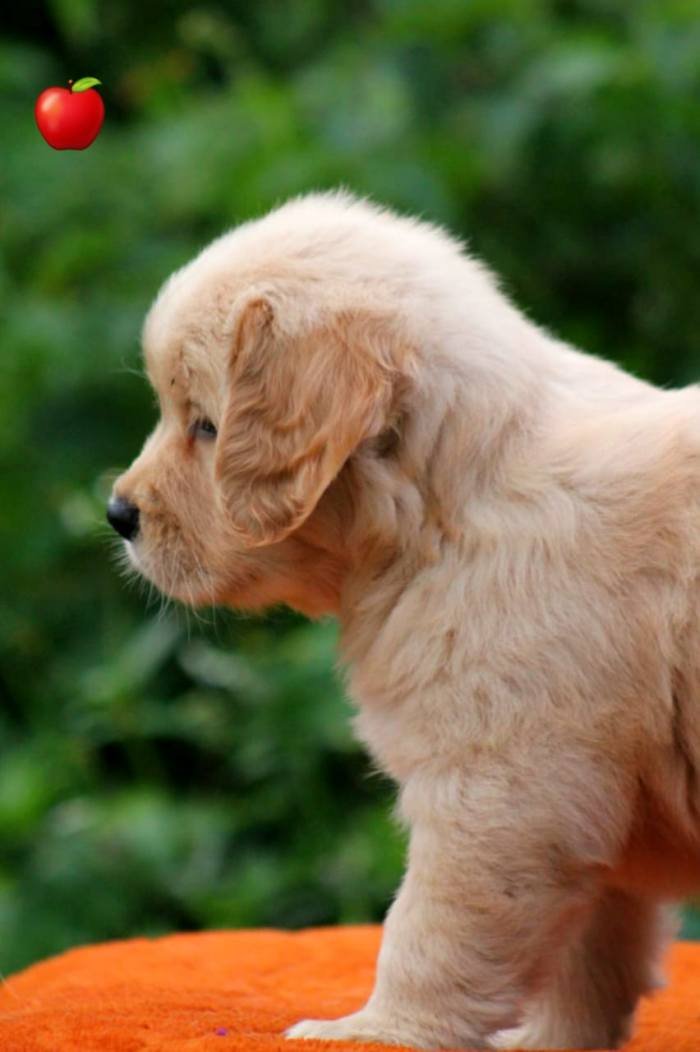 DogsIndia.com - Golden Retriever - Apple Kennels